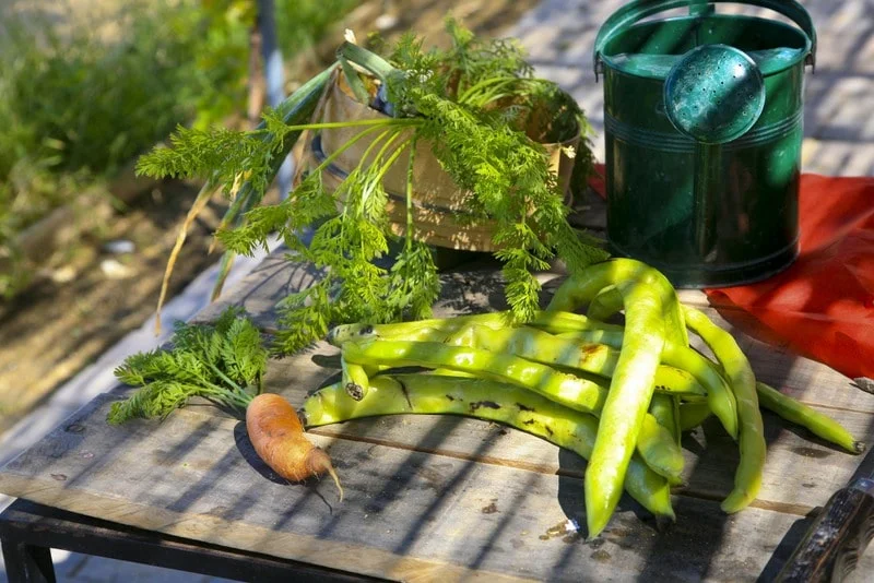 Nueva edición del Mercado de la Huerta A LA PAR, este domingo 15 de junio Huerta-Montecarmelo-288-min